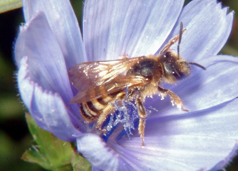 Oryctes nasicornis e altri